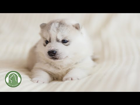 Видео: Музыка для одиноких собак🐶Как расслабить собаку у себя дома🎵Музыка для снятия стресса для собак