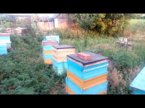 Видео: Об'єднання сімей з отводками на головний медозбір.