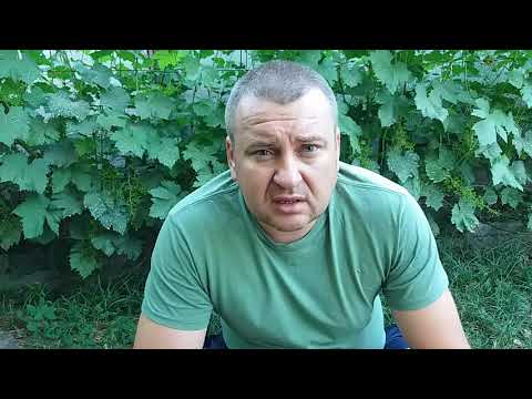 Видео: Сушка чеснока после уборки.