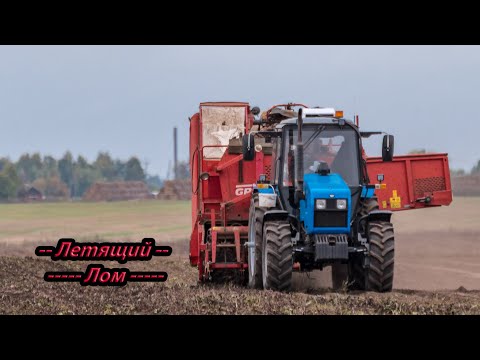 Видео: Урожай свеклы с Кировцем, МТЗ, Grimme! Осень 2021!