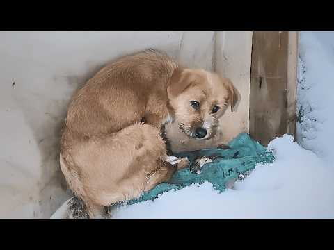 Видео: Бродячая собака греет трёх мёртвых щенков слабым теплом, не принимая помощь.