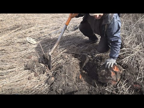 Видео: Нашел ЗАРЫТЫЙ ПОДВАЛ с ЗОЛОТОМ и серебром!!! Старинная заброшка! Рзвалины королевства!