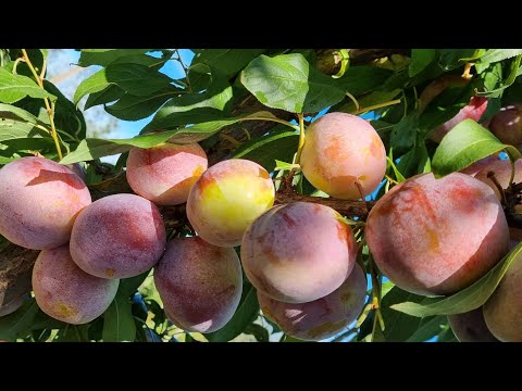 Видео: ТОП СЛИВА на середину жовтня! 🍇 Найсолодший пізній сорт, який варто посадити!
