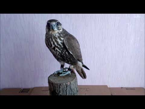 Видео: #СОКОЛ и #ЯСТРЕБ 🦅🦅🦅Отличие в содержании 🔥🔥🔥 differences in the content of falcon and hawk 👍👍👍