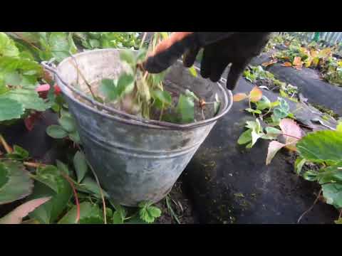 Видео: Посадка пагонів полуниці  4 листопада 🍓 #поспдкапагонівполуниці