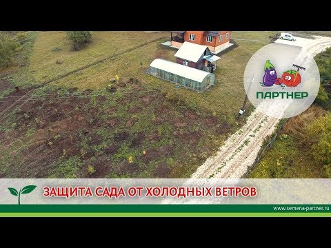 Видео: ЗАЩИТА САДА ОТ ХОЛОДНЫХ ВЕТРОВ