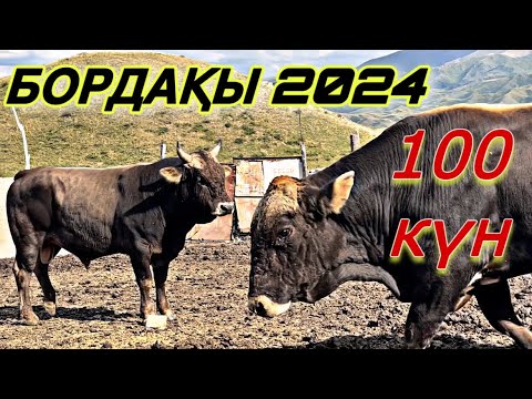 Видео: Бұқа бордақы 100 күндік натиже!