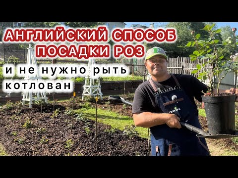 Видео: САЖАЮ РОЗЫ ПО-АНГЛИЙСКИ. Быстро, легко и спина не болит!