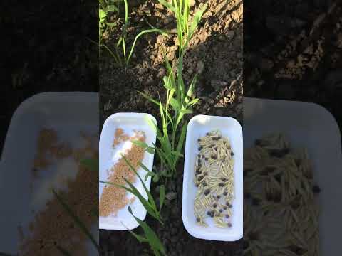 Видео: Сидераты на грядке. Гречка и овес осенью. #сидераты #гречка #овес #огород # люпин #шортс