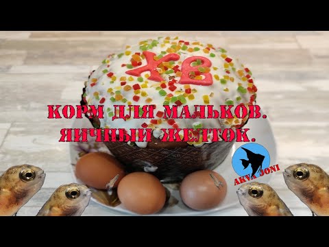 Видео: Корм для мальков. Яичный желток.