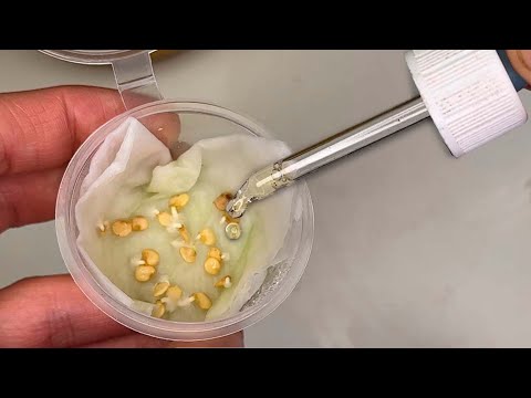 Видео: Пару капель и даже старые семена очень быстро дружно прорастают, рассада растет крепкая и урожайная!