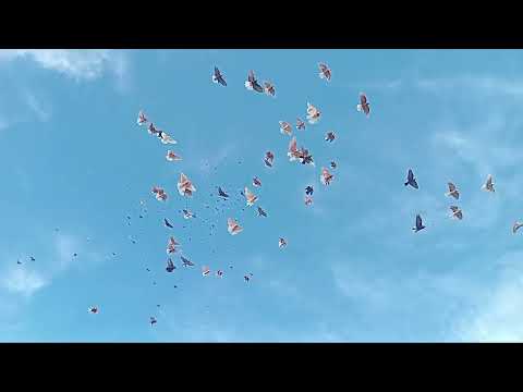 Видео: 300 николаевских чубатых голубей в небе. 10.09.2025г.