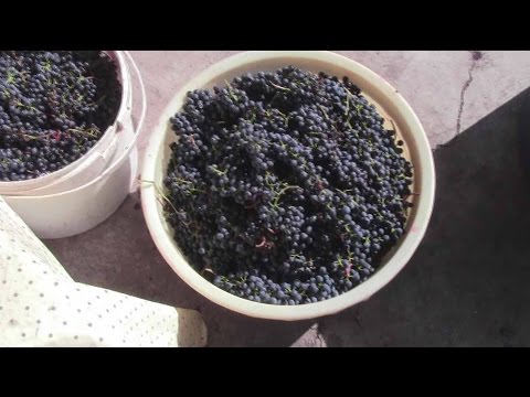 Видео: @Секреты домашнего виноделия из винограда. Часть 2.