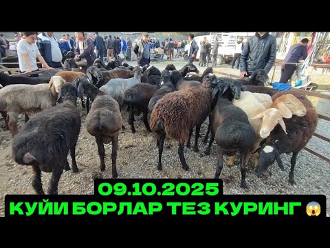 Видео: КУЙ БОЗОР НАРХЛАРИ 🔥 АН КУРГОНТЕПА СУЛТОНОБОД 2025 #кодировтв2 