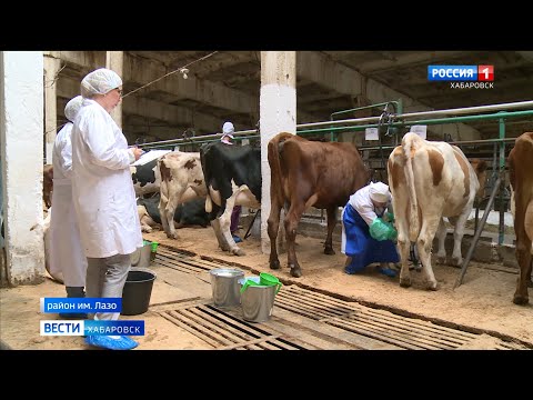 Видео: «Как покормишь, так и молоко будет». Чемпионат операторов машинного доения прошёл в районе им. Лазо