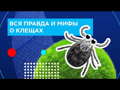 Видео: Вся правда и мифы о клещах