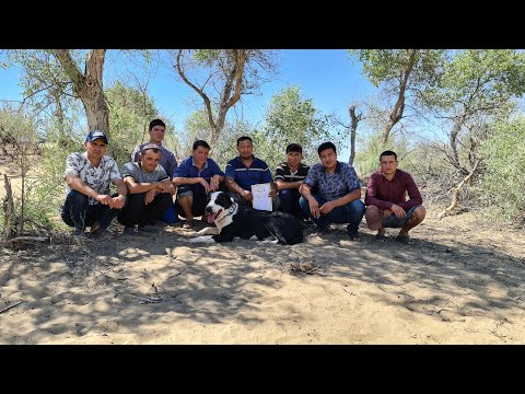 Видео: Тохмет сильный Духом Кобель!