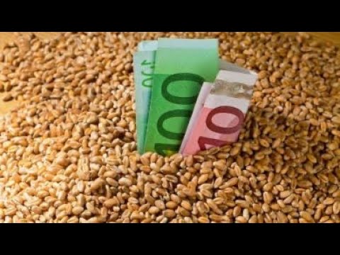 Видео: ЦІНИ на ЗЕРНО❌СВИНОМАТКИ та Ньюанси, Бмвд та Премікси для СВИНЕЙ✅