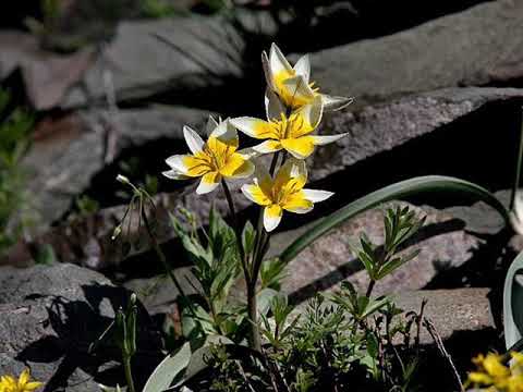 Видео: Облаком   Мы полетим к родному дому
