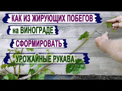 Видео: 🍇 Чтобы не остаться БЕЗ УРОЖАЯ. Как правильно сформировать из ЖИРУЮЩИХ ПОБЕГОВ полноценные рукава.