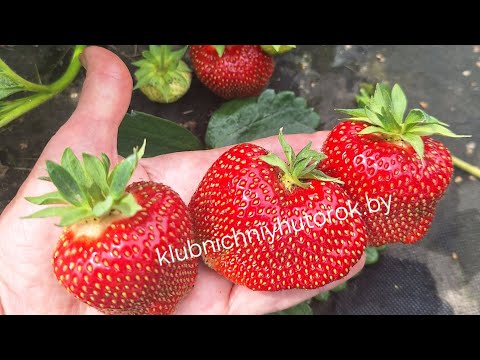 Видео: Сорт КСД Мариека- клубничная новинка 2024г