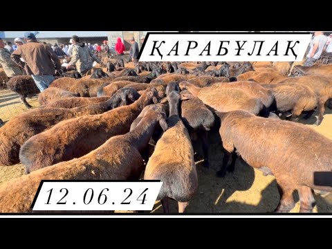 Видео: Қарабұлақ мал базары. 12.06.24. Қой. Қозы. Қошқар