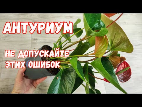 Видео: МАЛО КТО ЗНАЕТ ЧТО АНТУРИУМ ПЕРЕСАЖИВАЮТ ТОЛЬКО ТАК!