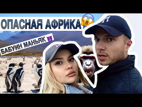 Видео: на машине по ЮАР| пляж с пингвинами| бабуин в городе 😱| Кейптаун|ЮАРVlog