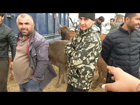 Видео: ШАНБЕБОЗОРИ ФАРХОР 1 ноября 2025 г.