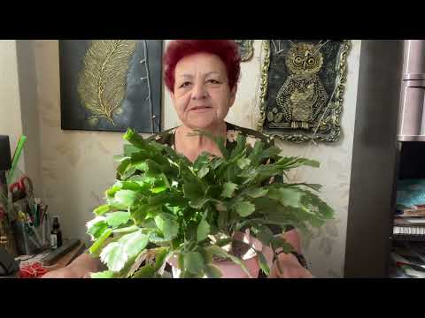 Видео: Декабрист отцвел. Что дальше? Готовлю его к новому цветению! Обрезка Декабриста.#декабристы