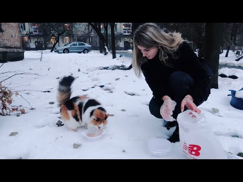 Видео: Кормлю бездомных котиков и собачек