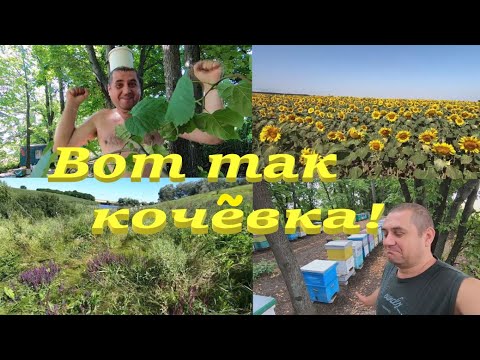 Видео: ПЧЕЛОВОДСТВО и КОЧЕВКА к медоносам! Акация, Черноклен, Шалфей, Липа, Кориандр и Подсолнечник..!