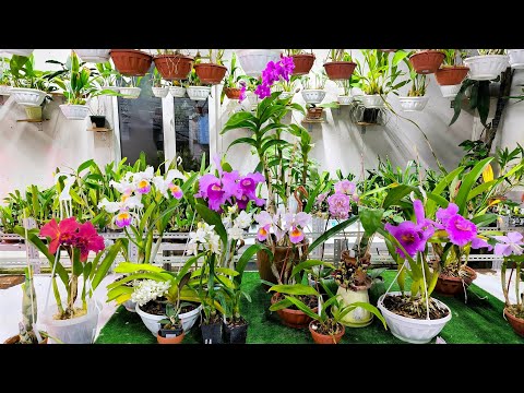 Видео: Весна пришла! Laeliocattleya Gaillarmont , Lc. Canhamiana tipo , Cattleya Pumpkin Festival