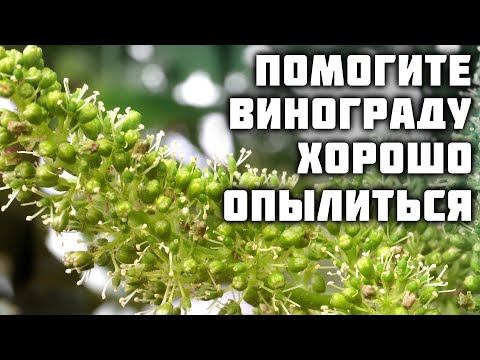 Видео: Помогите винограду хорошо опылиться!