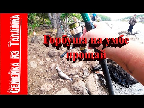 Видео: Горбуша на Умбе 2021 .Прощай