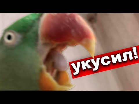 Видео: Попугай КУСАЕТСЯ что делать? Как отучить попугая кусаться 🦜Почему попугай кусает?