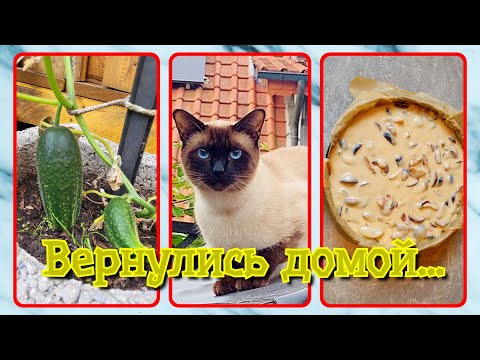 Видео: VLOG из 🇩🇪: Вернулись домой. Первый урожай! Сливовый пирог! Соседский кот! Щавелевый - Зелёный борщ!