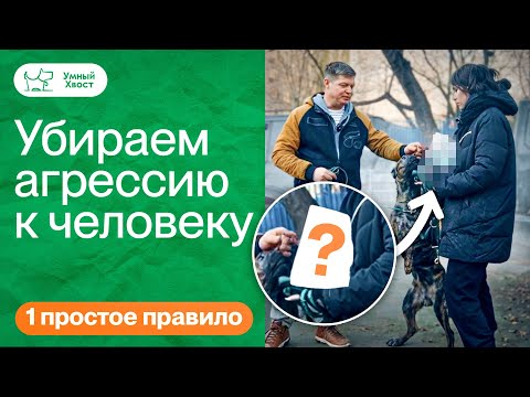 Видео: АГРЕССИЯ СОБАКИ К ЛЮДЯМ - Как быстро исправить у метиса стаффа малинуа?