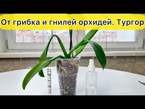 Видео: Спасти орхидею от грибка Вернуть тургор орхидее