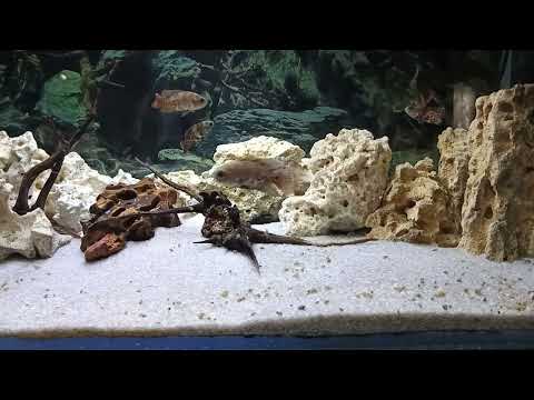 Видео: Астронотусы и Малавийцы 