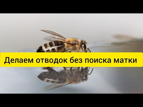 Видео: как сделать отводок без поиска матки