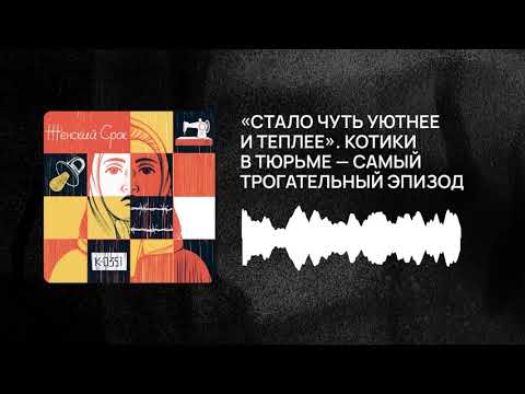 Видео: «Стало чуть уютнее и теплее». Котики в тюрьме — самый трогательный эпизод