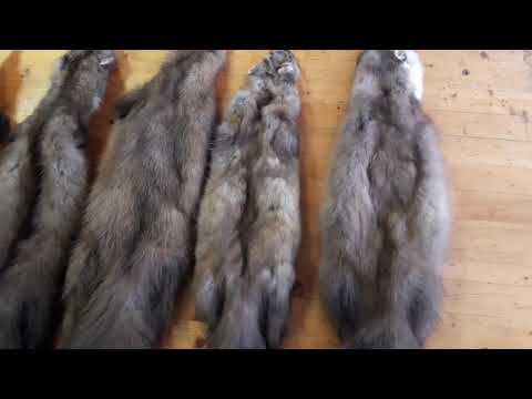 Видео: капканый промысел'сдача пушнины '.