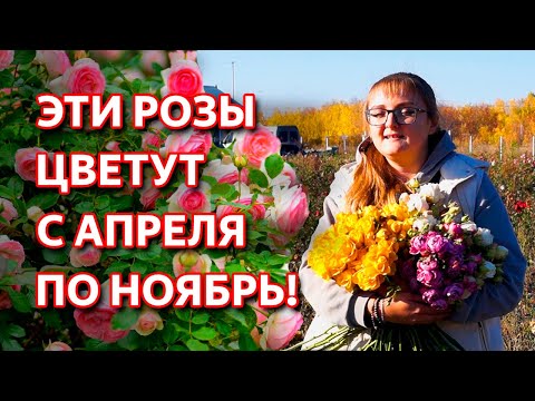 Видео: Обязательно посадите эти цветы! Лучшие сорта роз, цветущих летом и осенью! Ремонтантные розы.