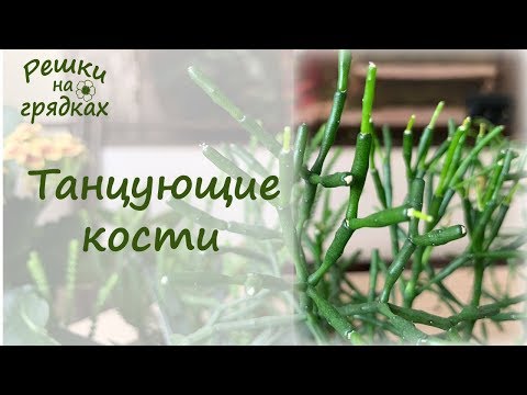 Видео: ХАТИОРА - эпифитный кактус "Танцующие кости"