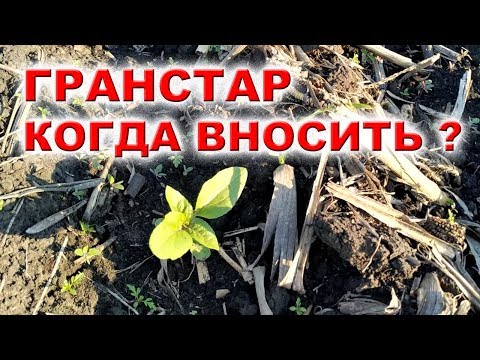 Видео: СЕМЕНА НСХ 556 | ПОДСОЛНЕЧНИК ПОД ГРАНСТАР КОГДА ВНОСИТЬ ГЕРБИЦИД? #гранстар