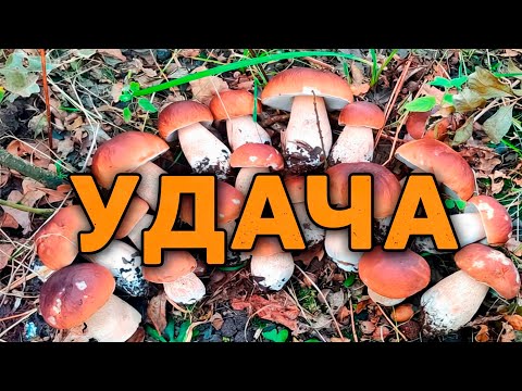 Видео: Неймовірна удача на грибалці сьогодні!Жовтневі білі гриби в Карпатах.