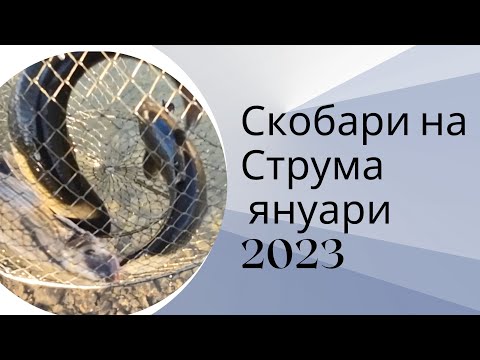 Видео: Скобари по Струма Януари 2023 - Nase at Struma Jan23