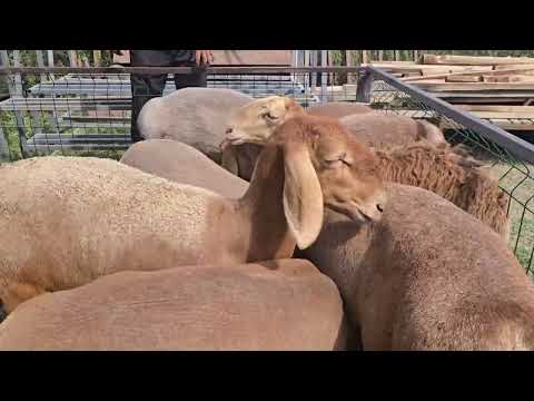 Видео: Элита козулар сатууга чыкты 0700909989