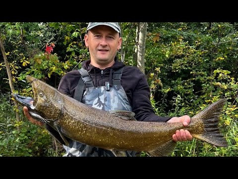 Видео: Бешенные ПОКЛЕВКИ ЛОСОСЯ! чуть не сжог фрикцион! ОГРОМНЫЕ МОНСТРЫ! день второй